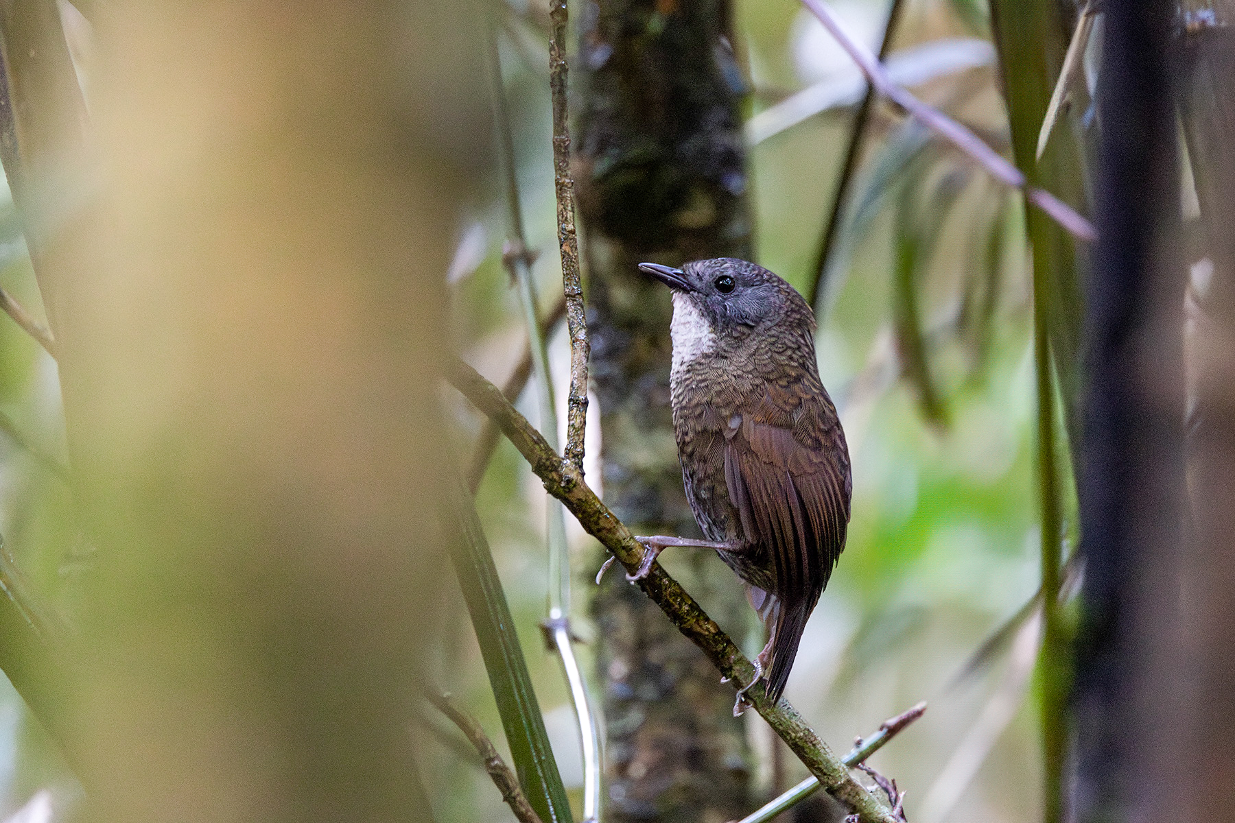 Pale-throated Wren-Babbler (image by Dáni Balla)