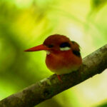 Philippine Dwarf Kingfisher (image by Ivan Sarenas)