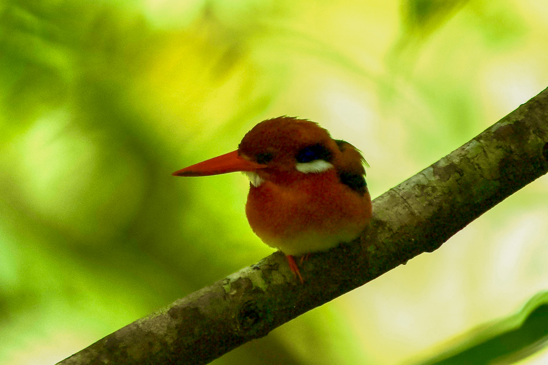 Philippine Dwarf Kingfisher (image by Ivan Sarenas)