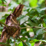 Philippine Frogmouth (image by Craig Robson)