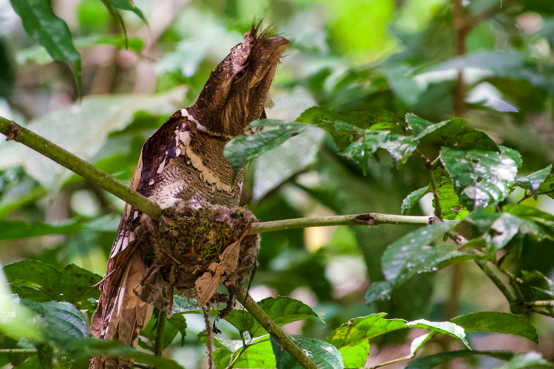 Philippine Frogmouth (image by Craig Robson)