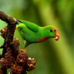 Philippine Hanging Parrot (image by Ivan Sarenas)