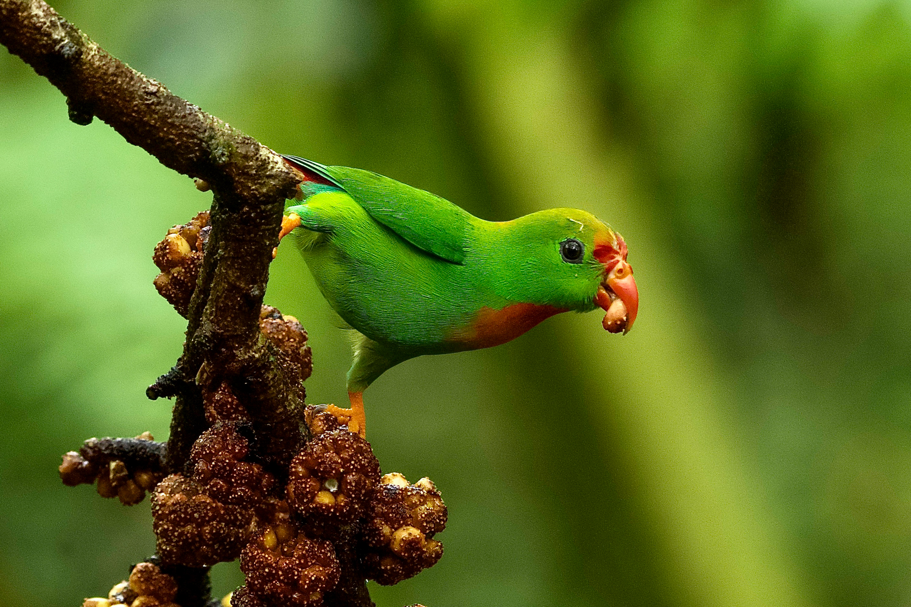 Philippine Hanging Parrot (image by Ivan Sarenas)