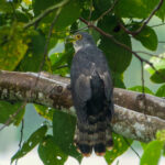 Philippine Hawk-Cuckoo (image by Craig Robson)