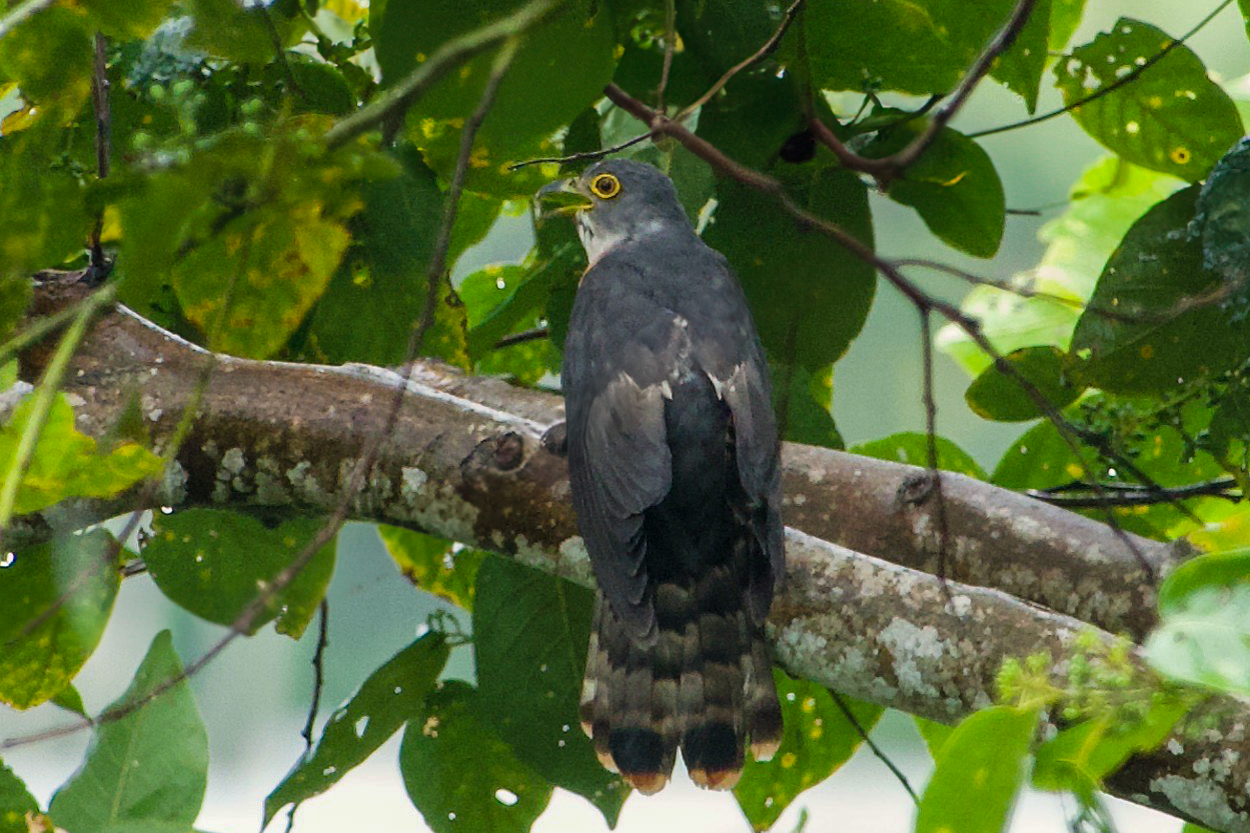 Philippine Hawk-Cuckoo (image by Craig Robson)
