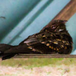 Philippine Nightjar (image by Craig Robson)