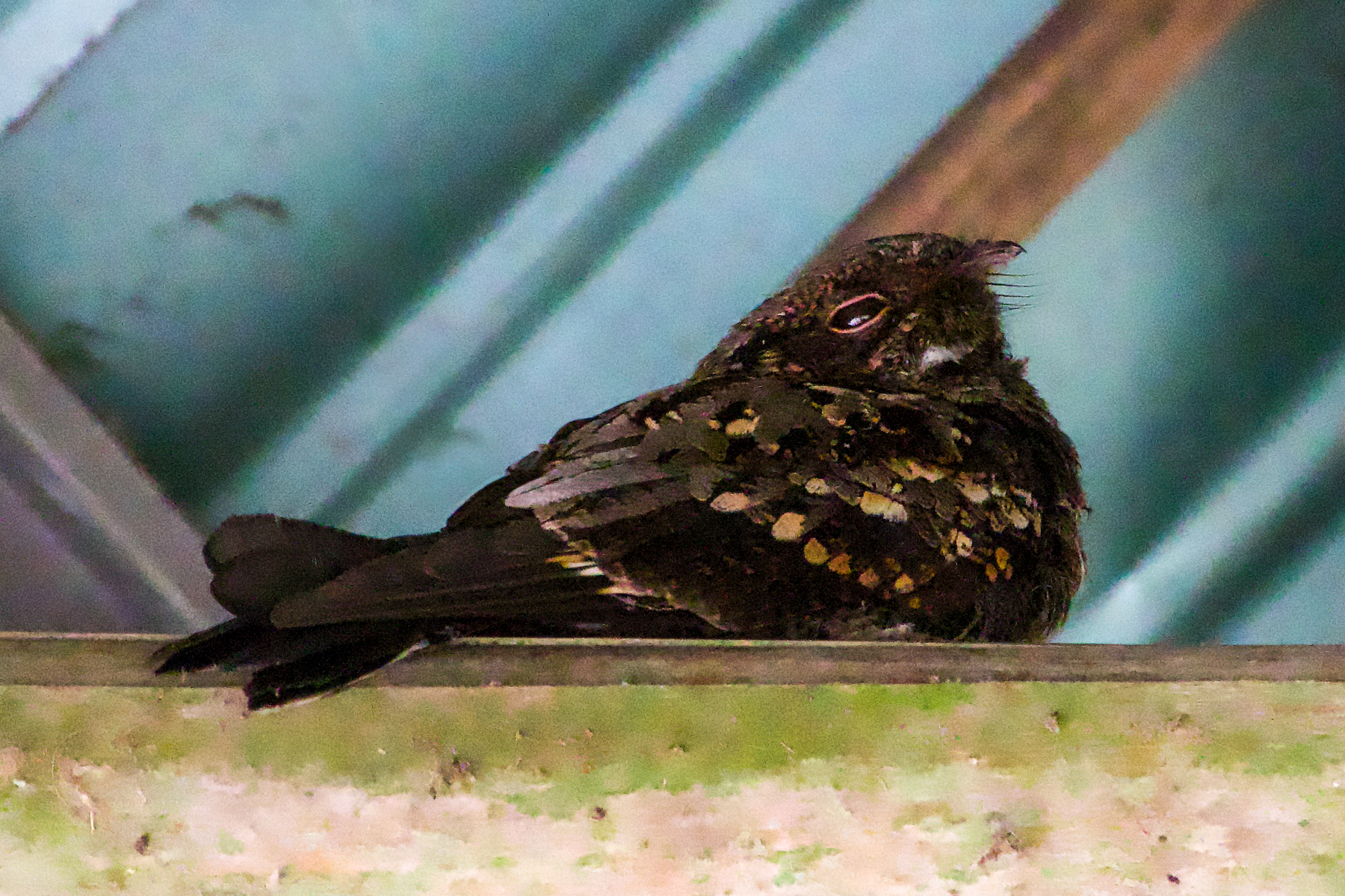 Philippine Nightjar (image by Craig Robson)