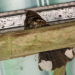 Philippine Nightjar (image by Craig Robson)