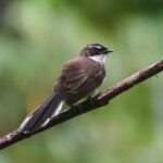 Philippine Pied Fantail (image by Craig Robson)