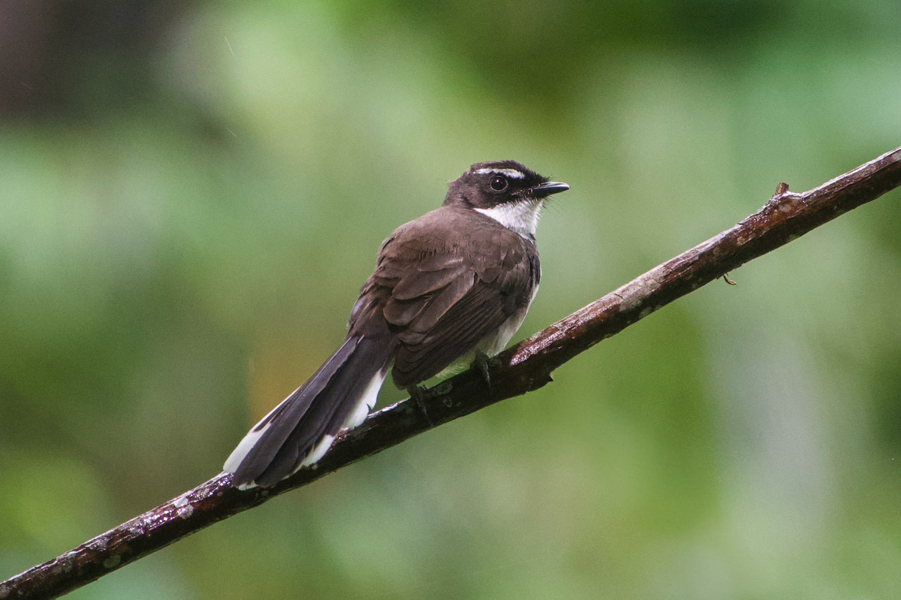 Philippine Pied Fantail (image by Craig Robson)