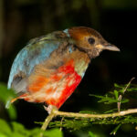 Philippine Pitta (image by Craig Robson)