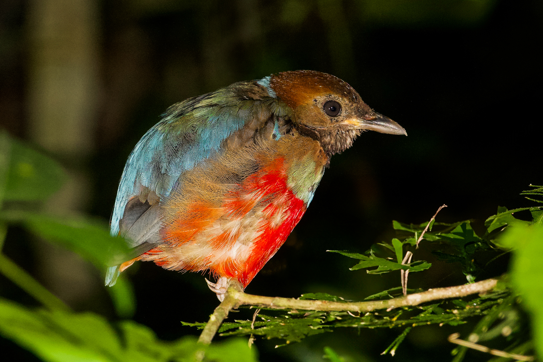 Philippine Pitta (image by Craig Robson)