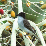 Puerto Rican Loggerhead Kingbird (image by Eustace Barnes)