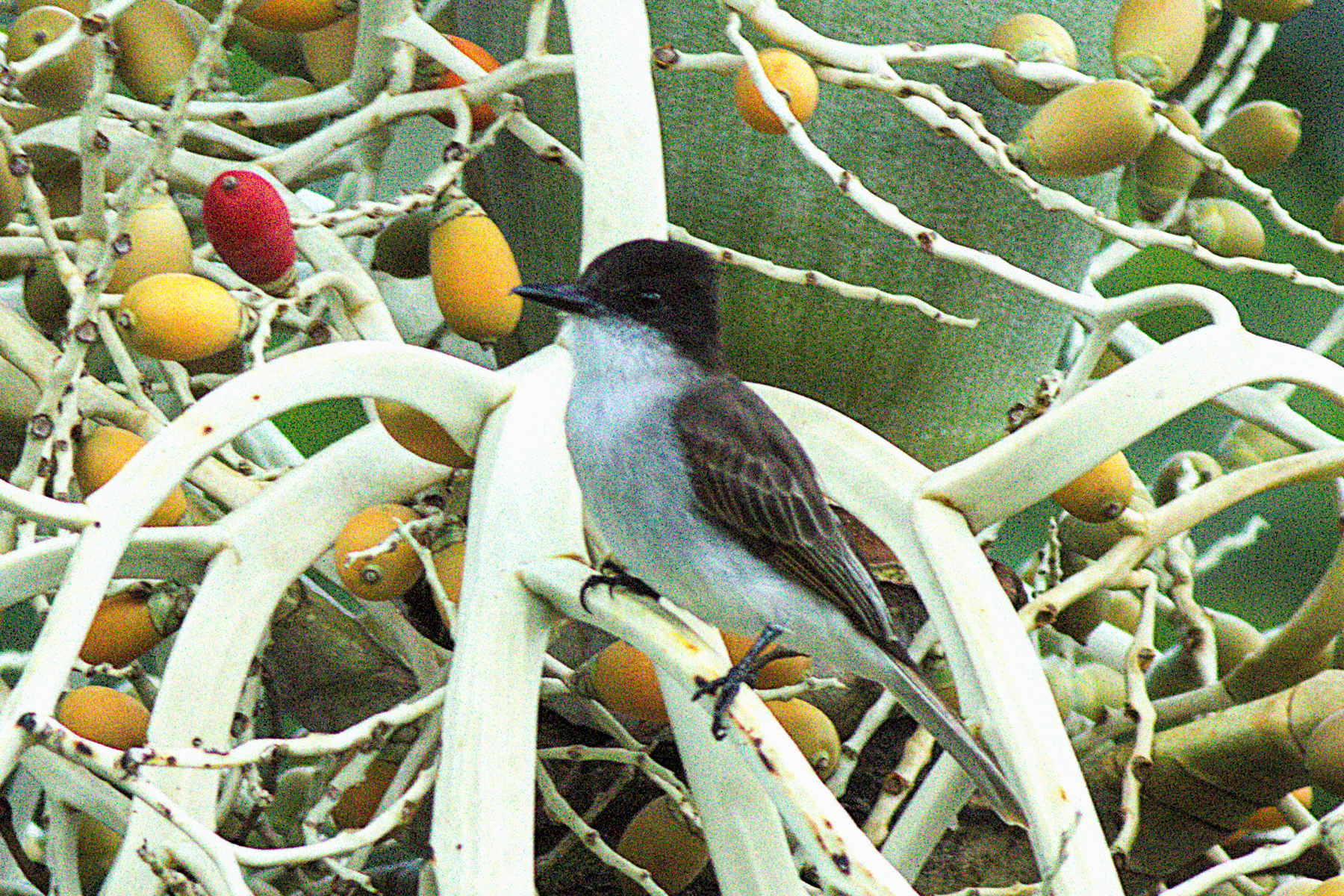 Puerto Rican Loggerhead Kingbird (image by Eustace Barnes)
