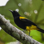 Puerto Rican Oriole (image by Eustace Barnes)