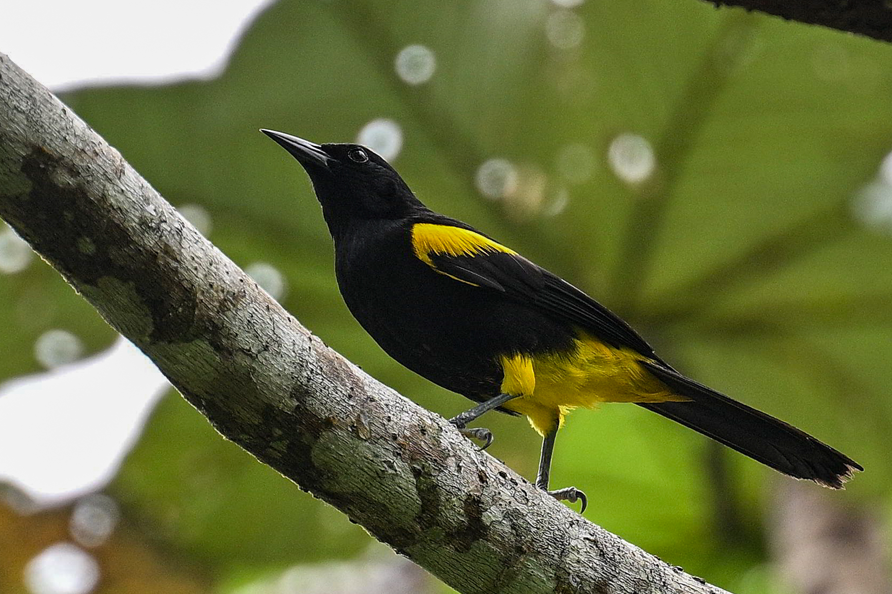 Puerto Rican Oriole (image by Eustace Barnes)