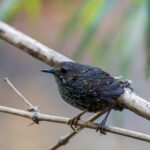 Pygmy Cupwing (image by Dáni Balla)