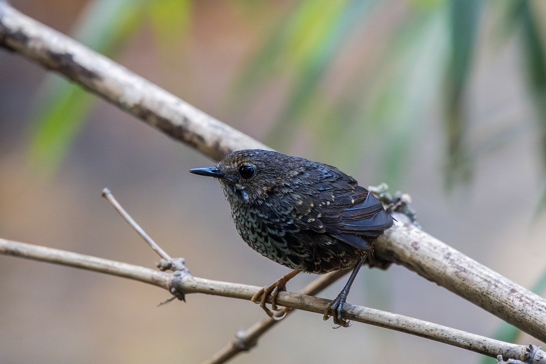 Pygmy Cupwing (image by Dáni Balla)