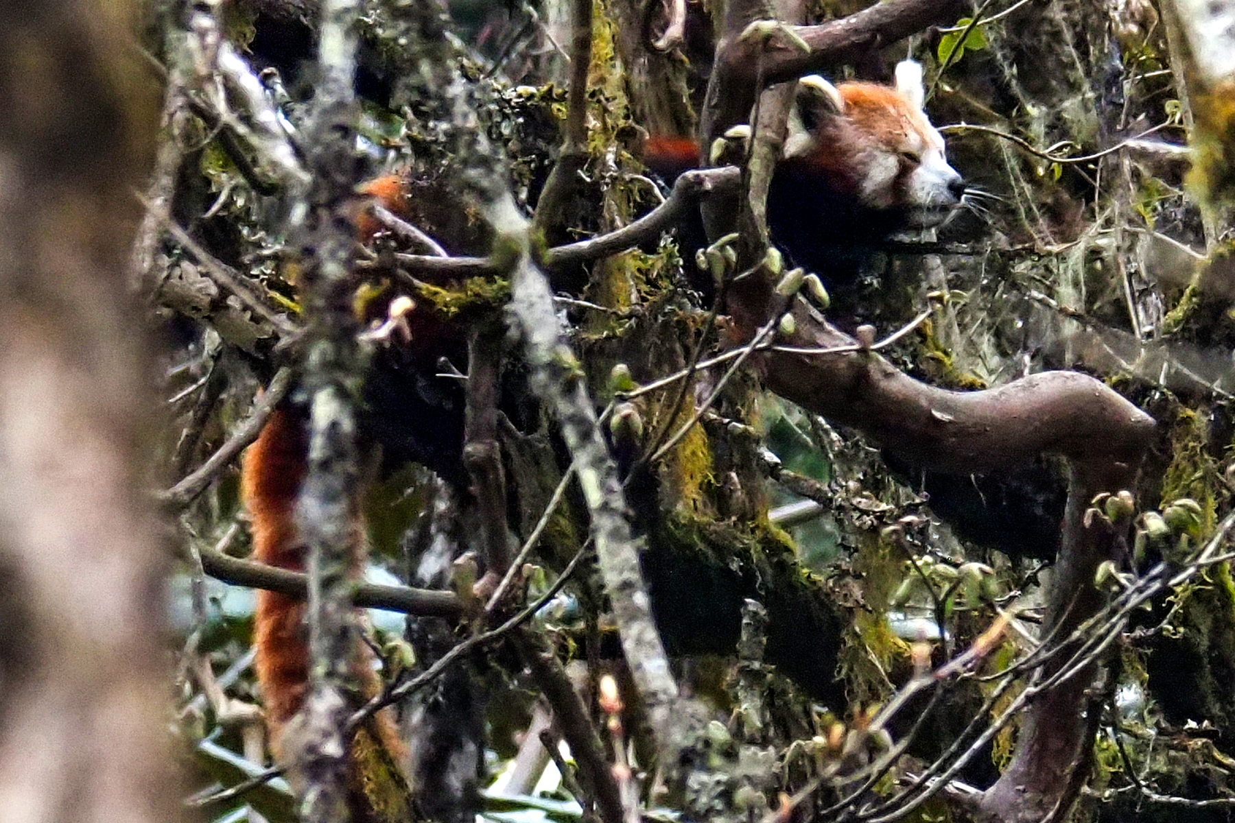 Red Panda (image by Dave Farrow)