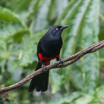 Red-bellied Grackle (image by Trevor Ellery)