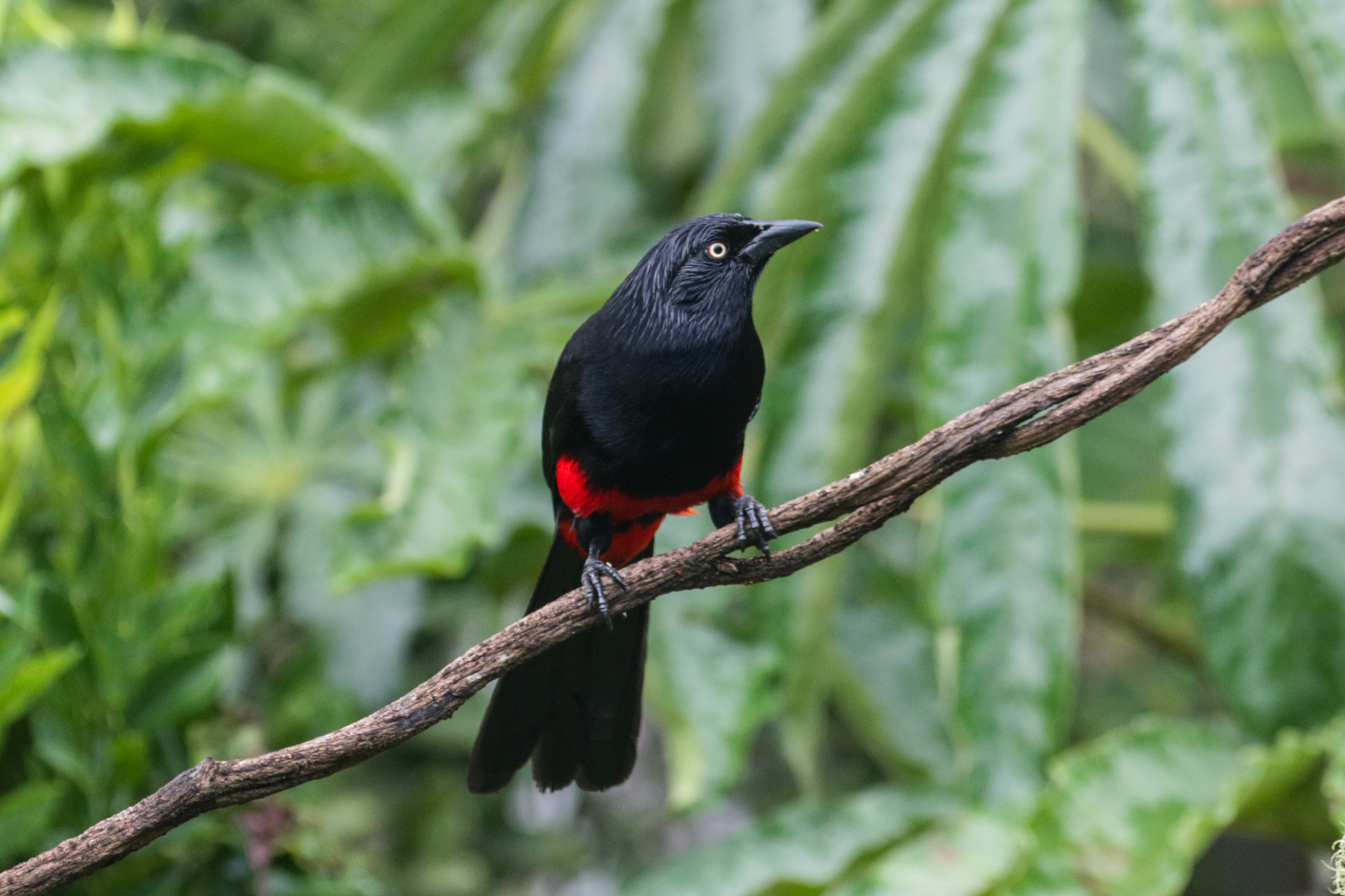Red-bellied Grackle (image by Trevor Ellery)