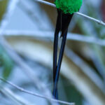 Red-billed Streamertail (image by Eustace Barnes)