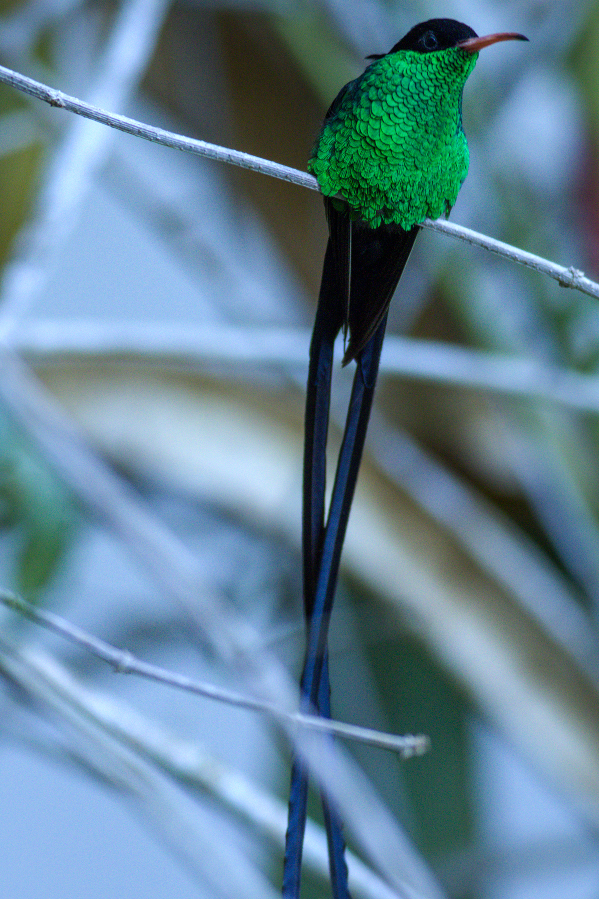 Red-billed Streamertail (image by Eustace Barnes)