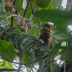 Red-collared Woodpecker (image by Dáni Balla)