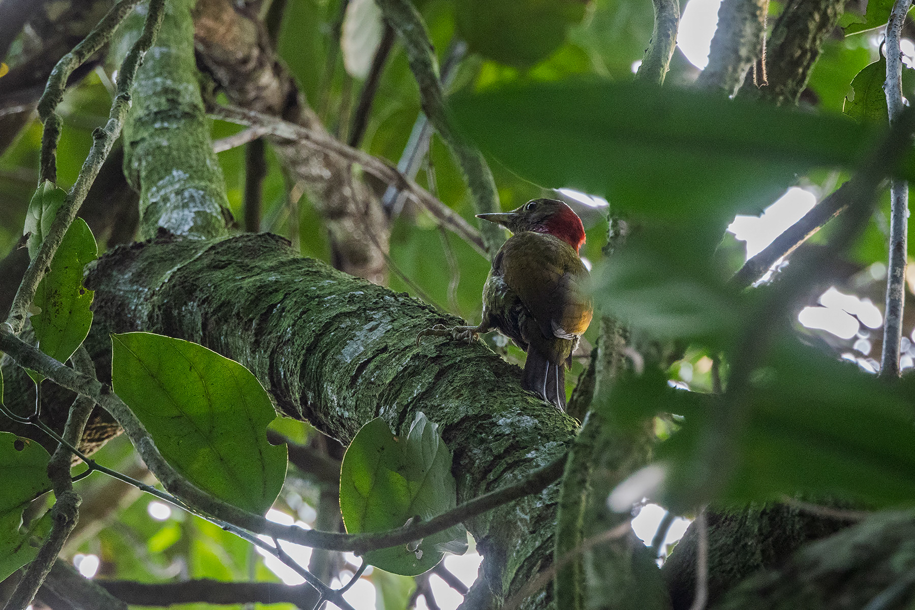 Red-collared Woodpecker (image by Dáni Balla)