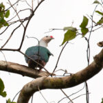 Red-knobbed Imperial Pigeon (image by Diedert Koppenol)