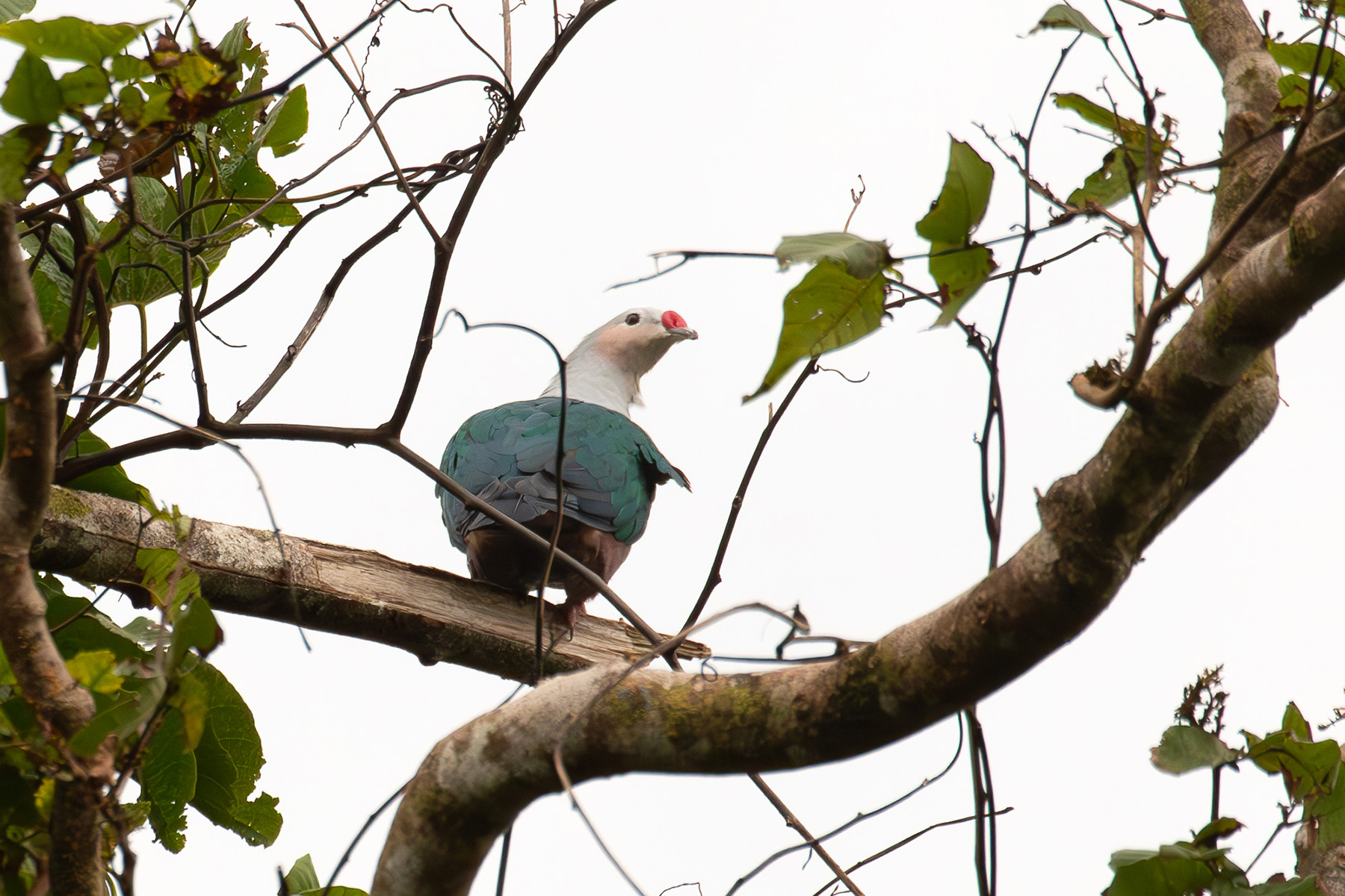 Red-knobbed Imperial Pigeon (image by Diedert Koppenol)