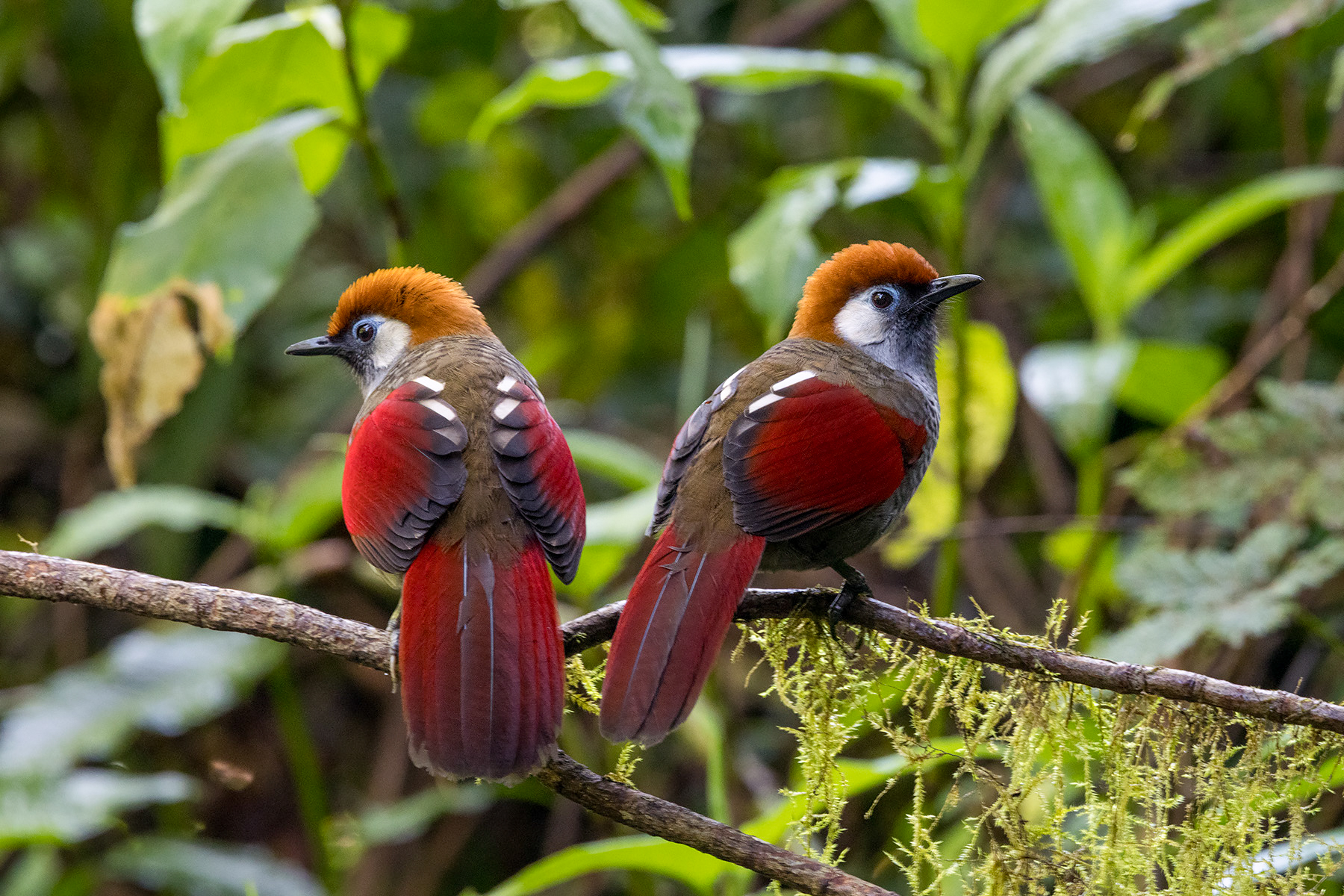 Red-tailed Laughingthrush (image by Dáni Balla)