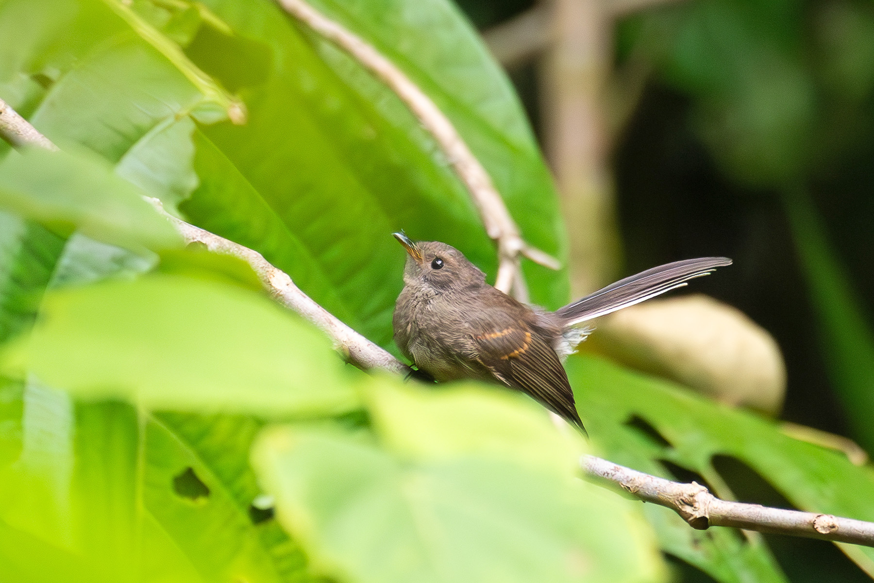 Rennell Fantail (image by Diedert Koppenol)