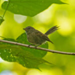 Rennell Fantail (image by Diedert Koppenol)
