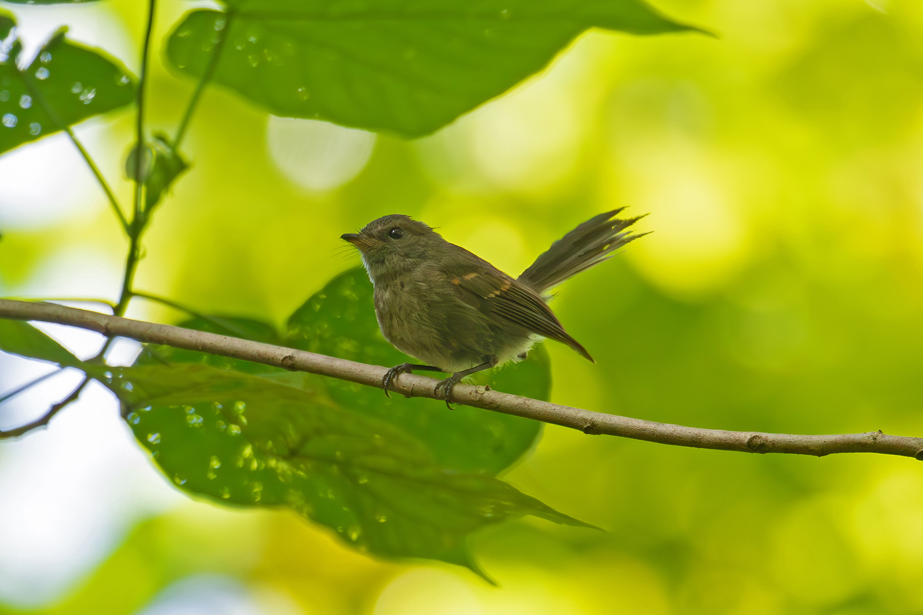 Rennell Fantail (image by Diedert Koppenol)