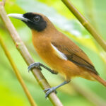 Rennell Shrikebill (image by Diedert Koppenol)