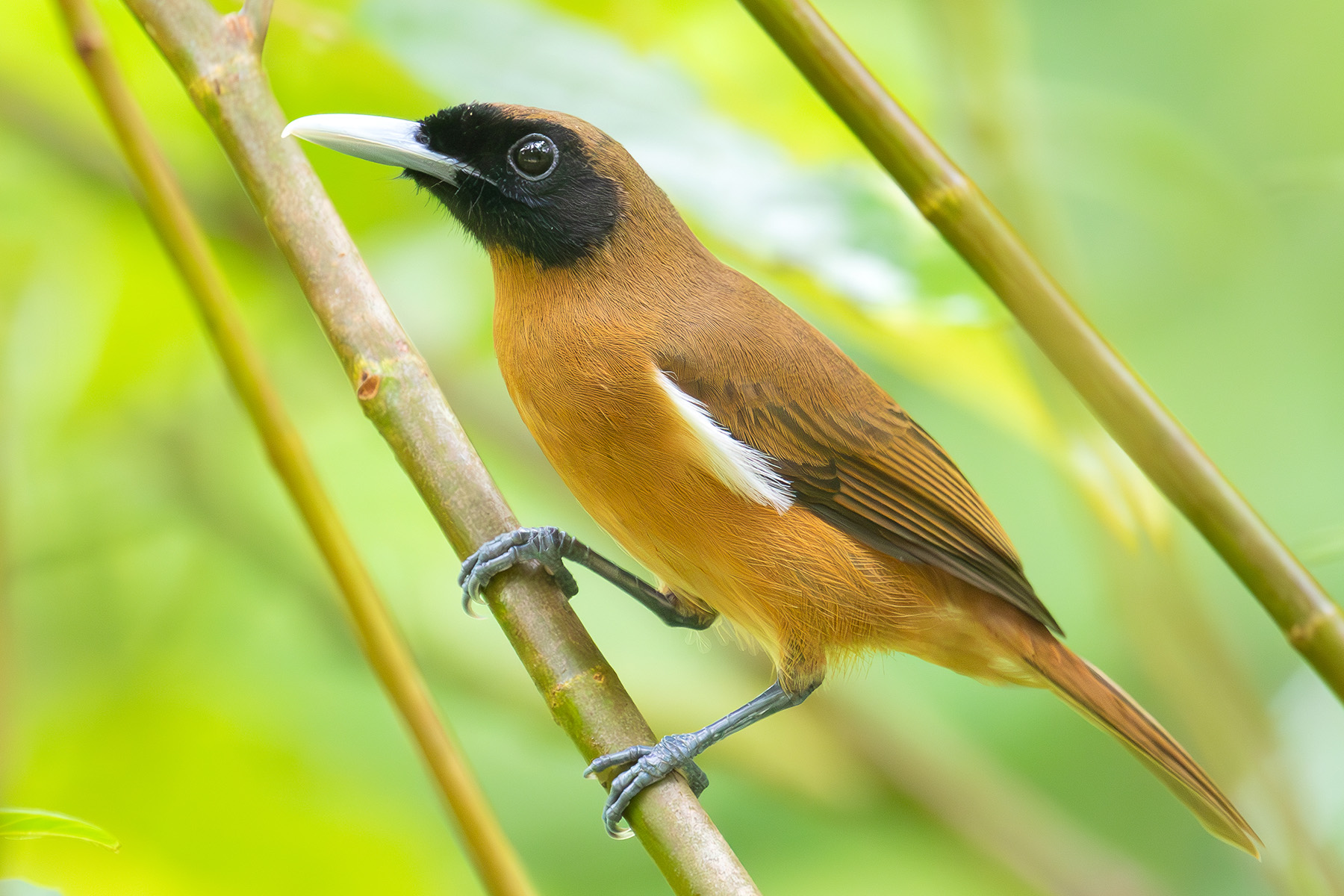 Rennell Shrikebill (image by Diedert Koppenol)