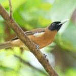 Rennell Shrikebill (image by Diedert Koppenol)