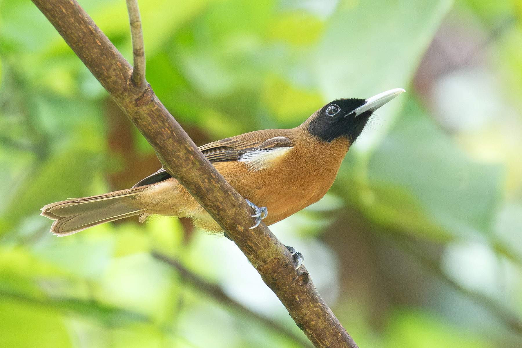 Rennell Shrikebill (image by Diedert Koppenol)