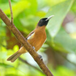Rennell Shrikebill (image by Diedert Koppenol)