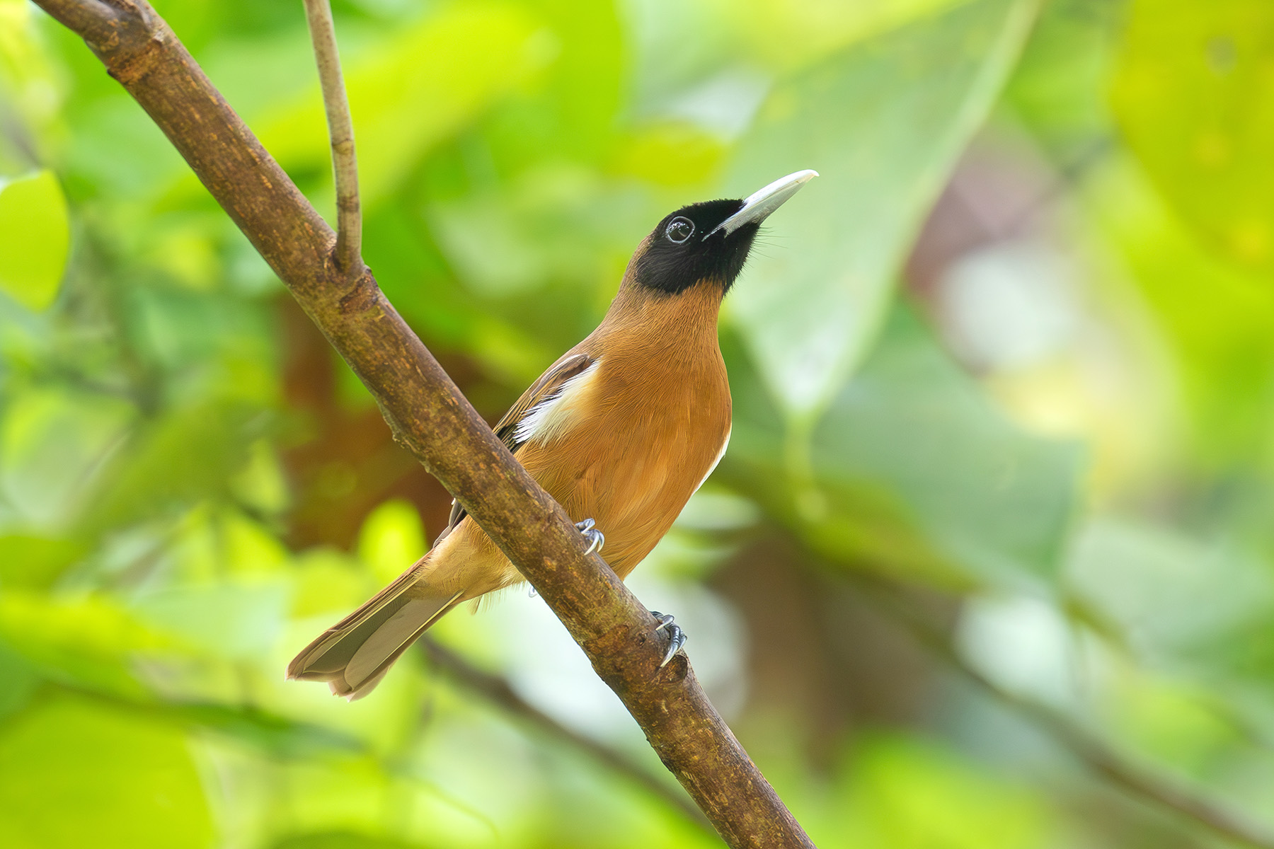 Rennell Shrikebill (image by Diedert Koppenol)