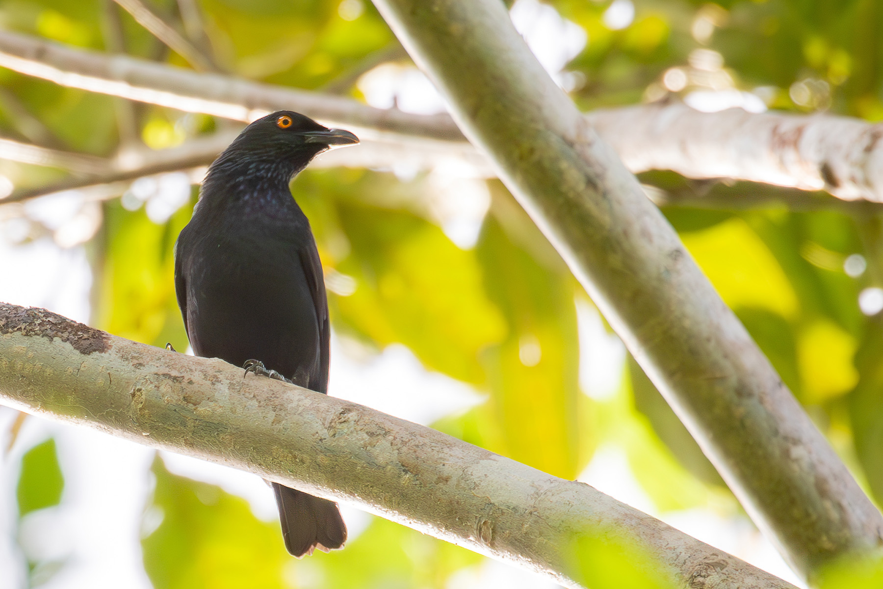 Rennell Starling (image by Diedert Koppenol)
