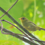 Rennell White-eye (image by Diedert Koppenol)