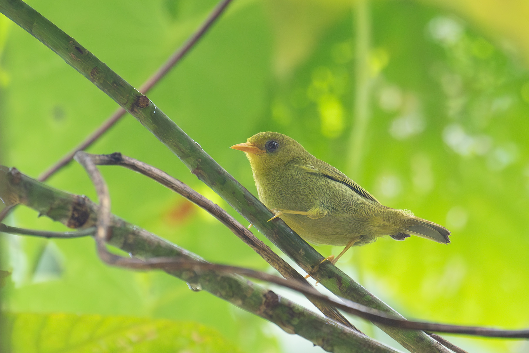 Rennell White-eye (image by Diedert Koppenol)