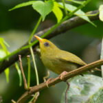 Rennell White-eye (image by Diedert Koppenol)