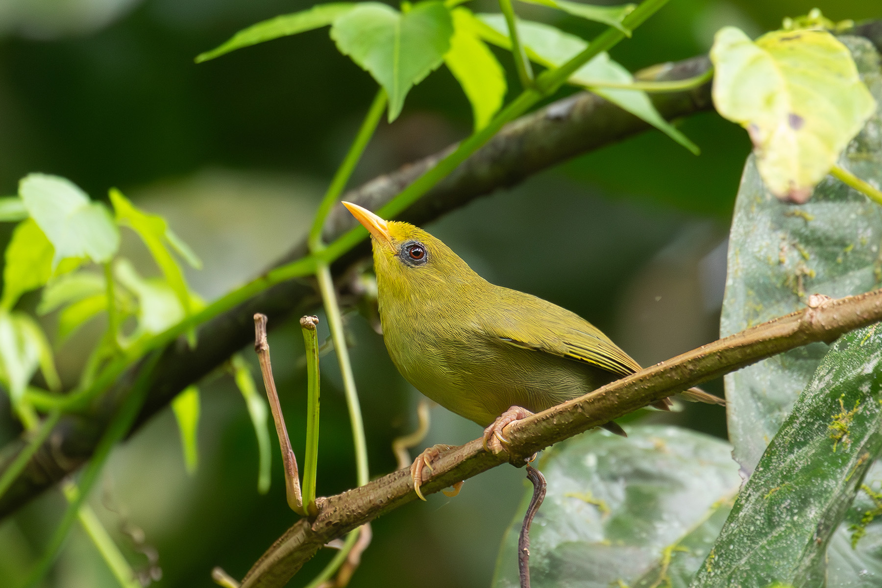 Rennell White-eye (image by Diedert Koppenol)