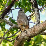 Ridgway's Hawk (image by Paul)