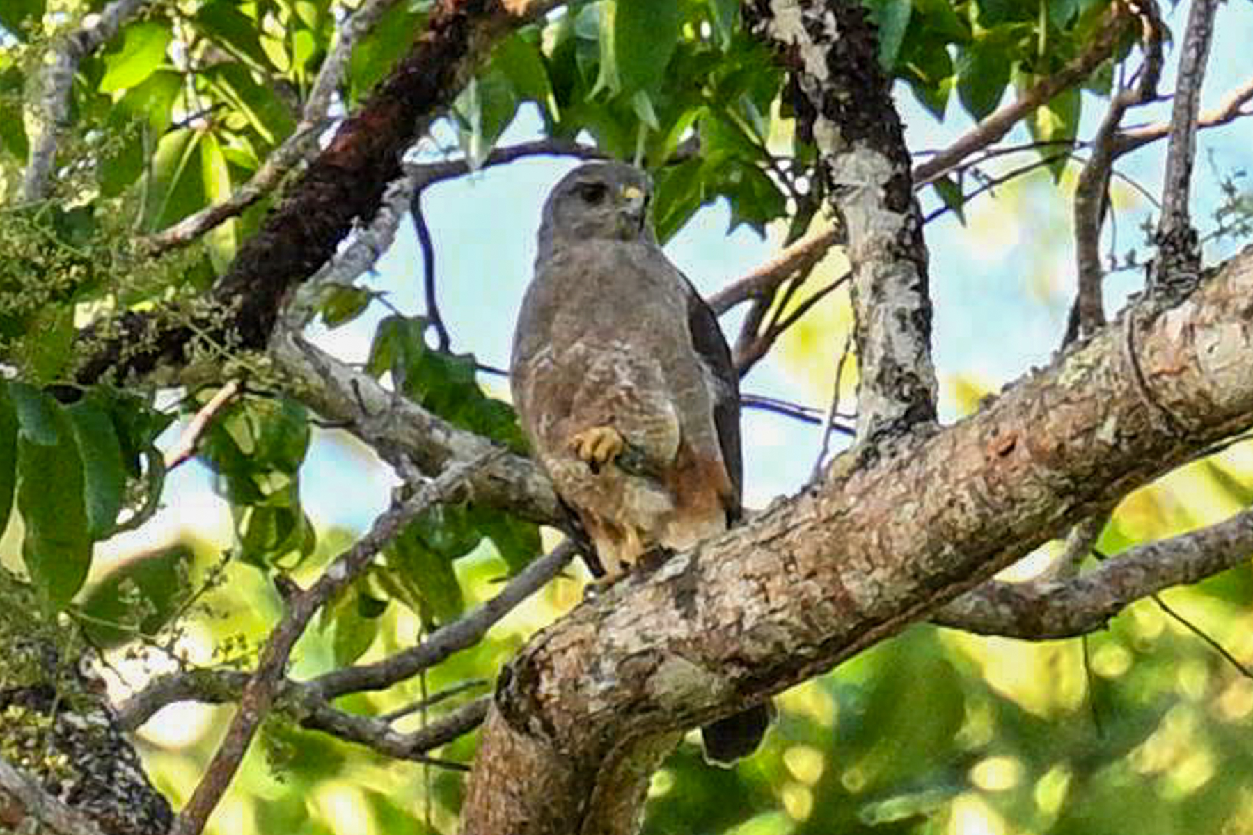 Ridgway's Hawk (image by Paul)