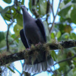 Ring-tailed Pigeon (image by Eustace Barnes)