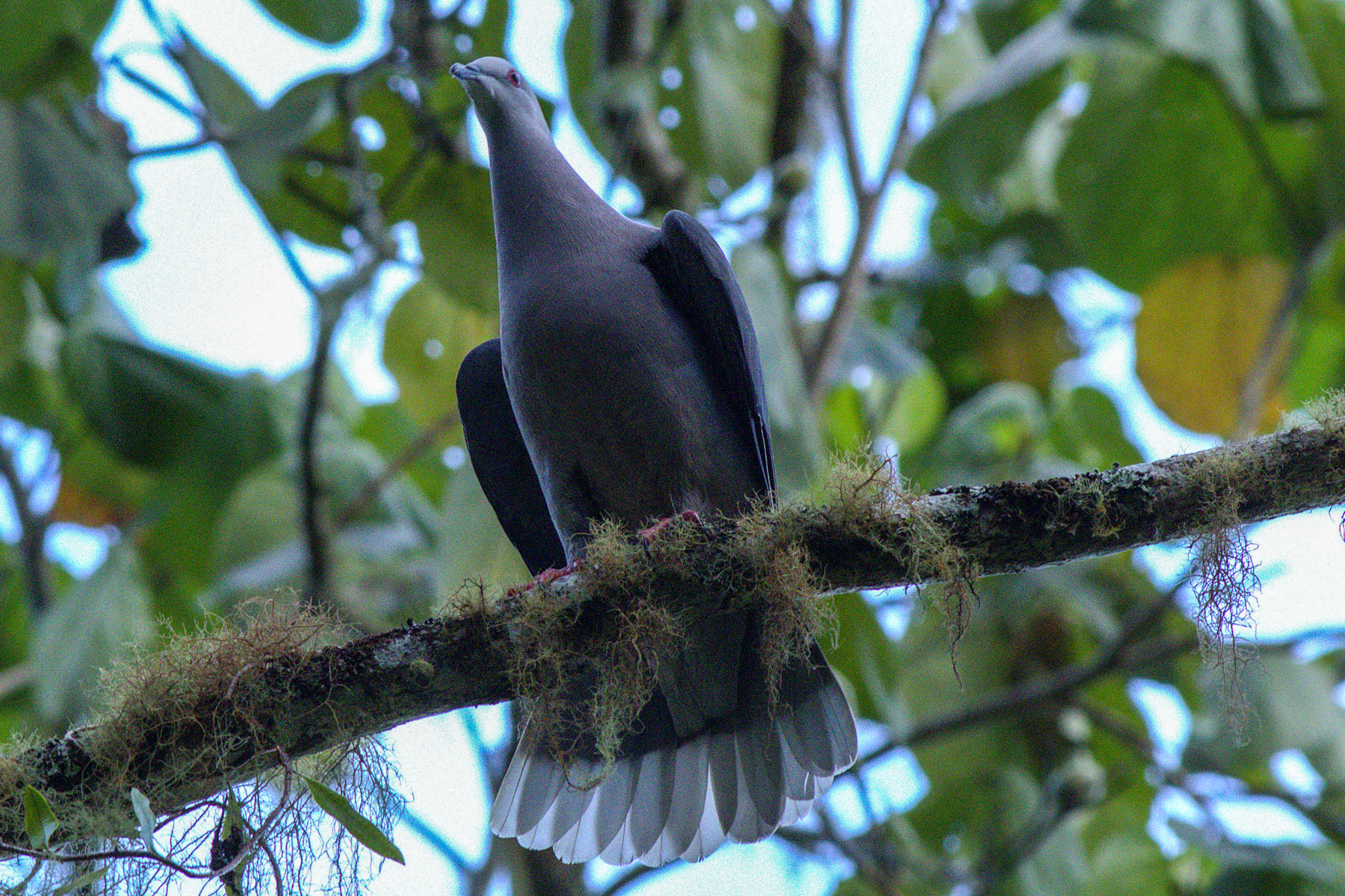 Ring-tailed Pigeon (image by Eustace Barnes)